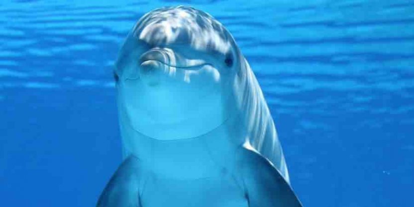 Oceanos. oceanos del mundo. oceanos de la tierra. tipos de oceanos